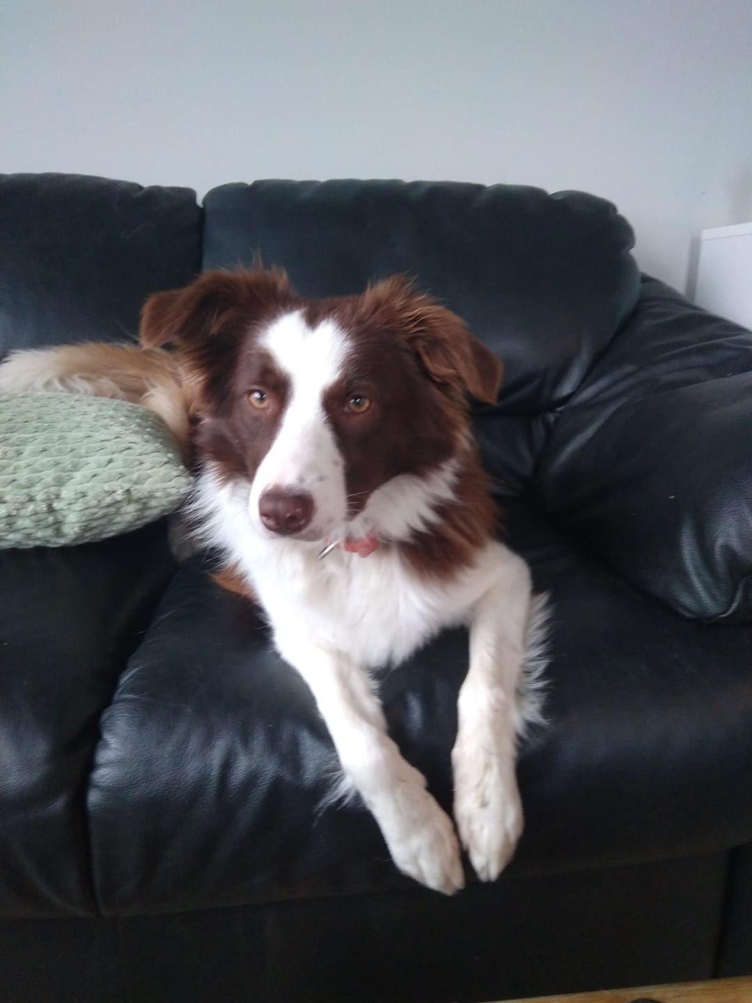 Customer photo review of Naturals hundafóður - Agnus Grasslands Lamb