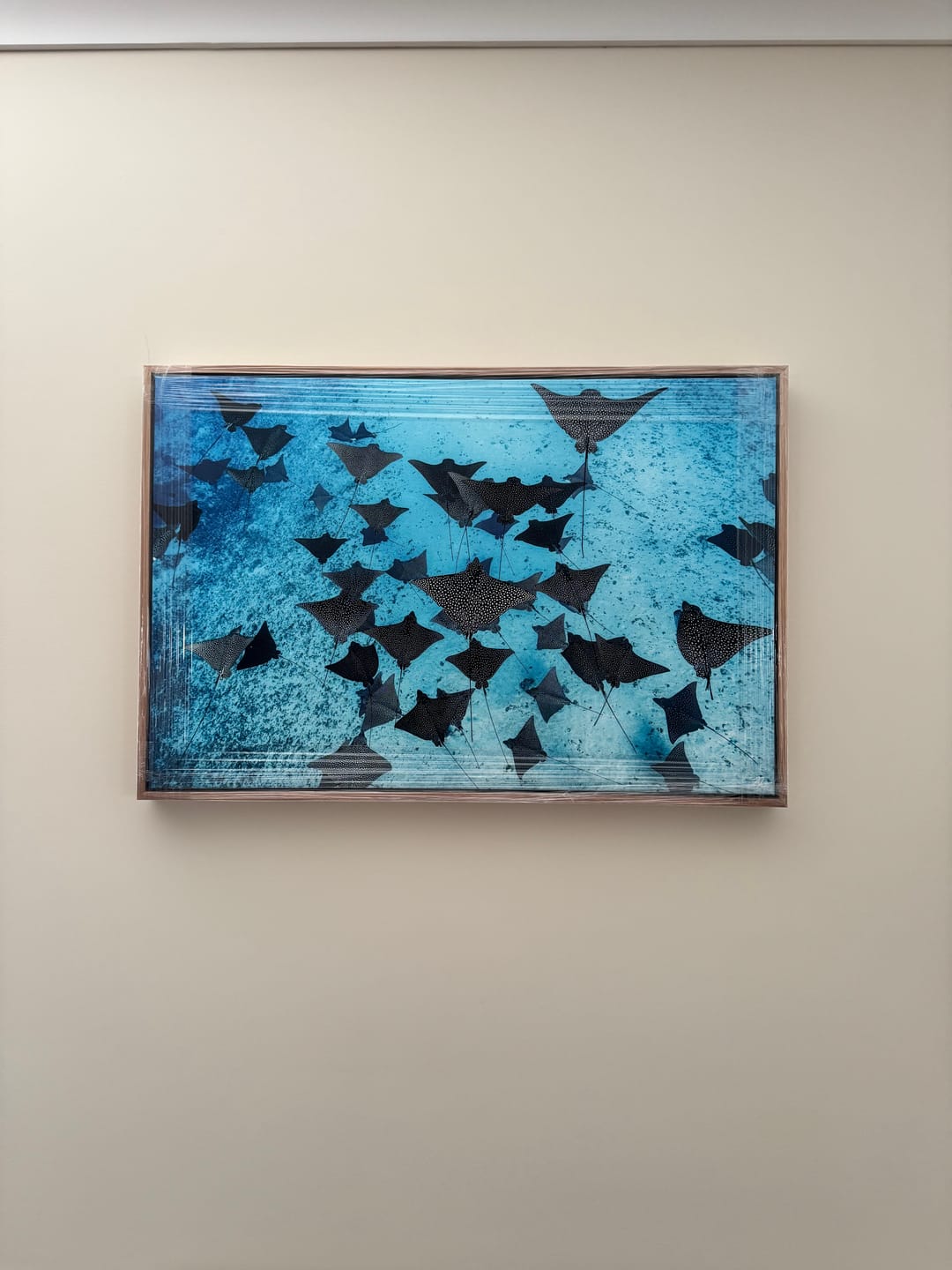 Customer photo review of Spotted Eagle Ray Fever