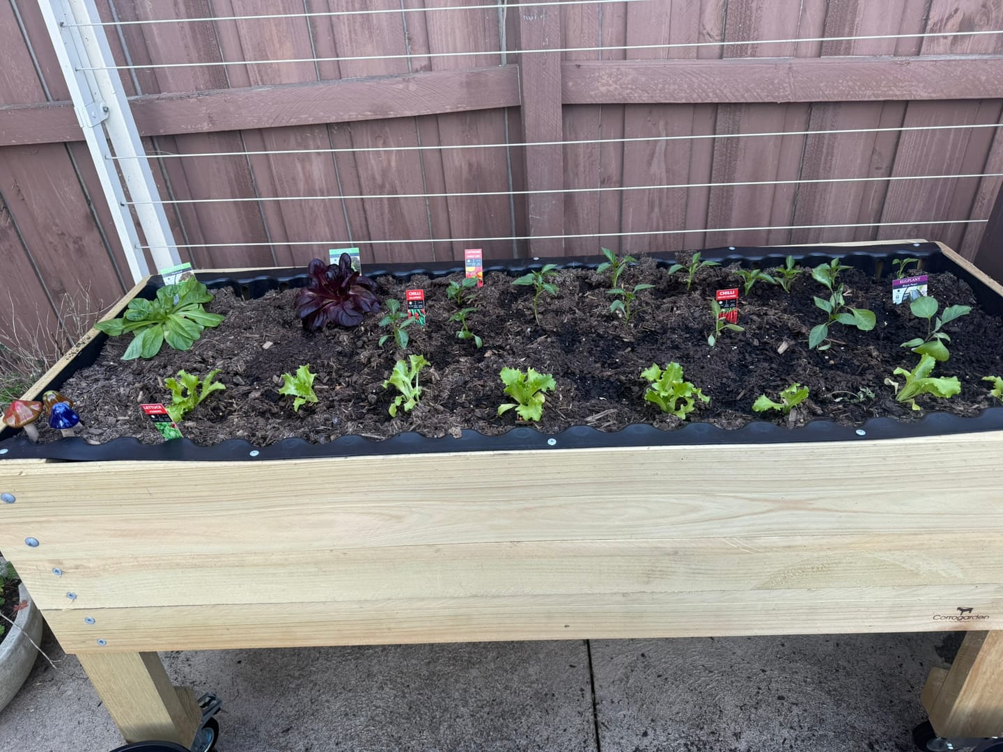 Customer photo of their Large Raised Garden Bed with Wheels Kit