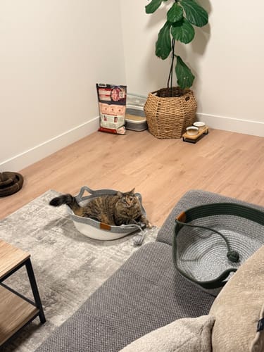 Customer's Instinct Basket on a rug with a cat resting inside it near living room furniture