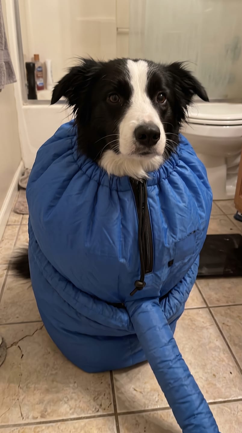 Customer photo review of asciugabau - PetDry