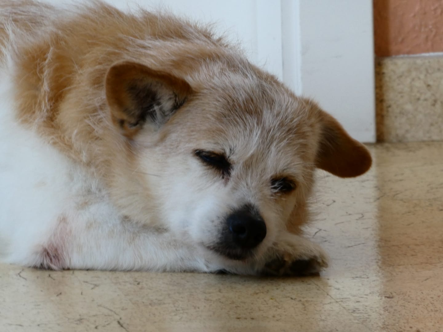 Customer photo review of Durchfalltest Hund