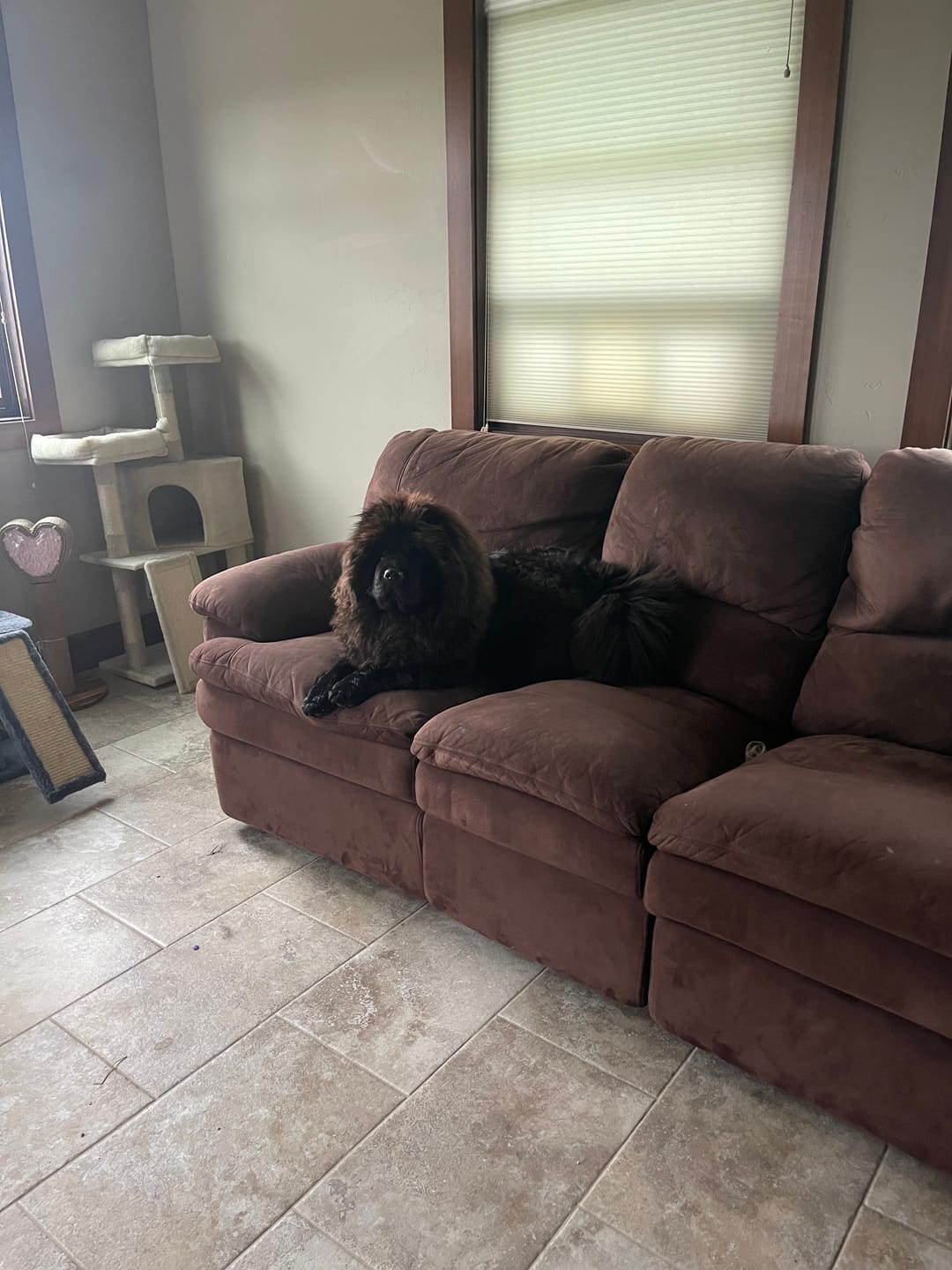 Customer photo review of 6 Inch Standard Braided Bully Stick