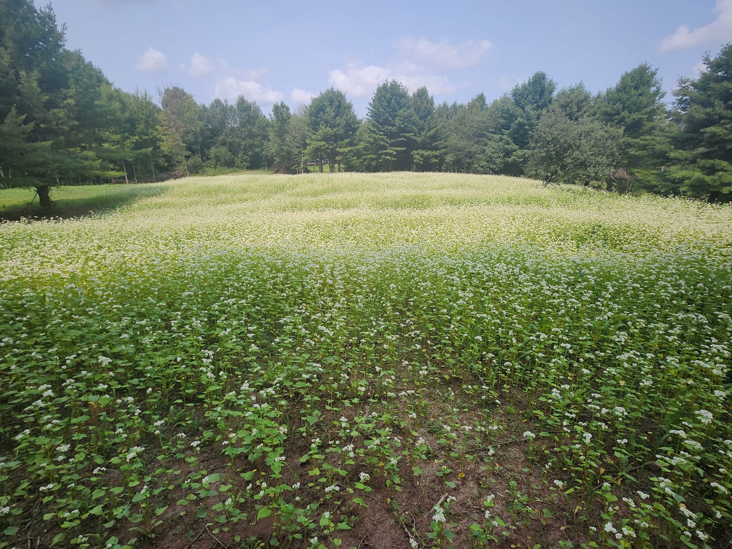 Customer photo review of Brassica Food Plot Seed Mix