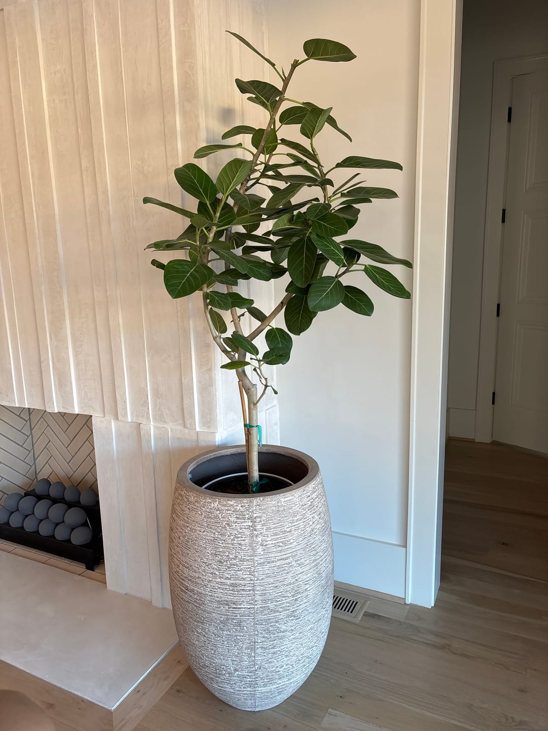 Customer photo review of Ficus Audrey Tree Form Single Stem, Ficus Benghalensisis Bengal Fig