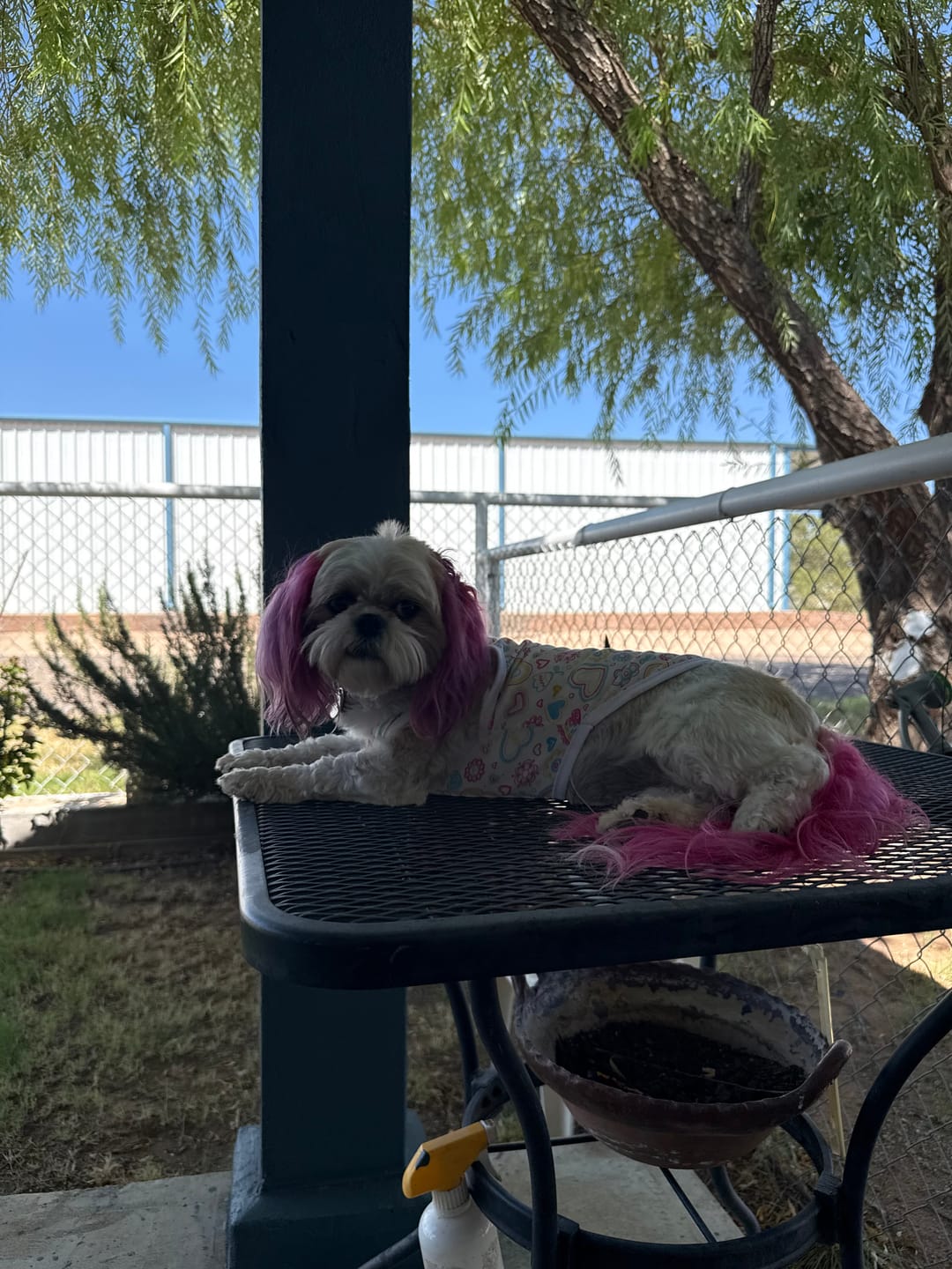 Customer photo review of FurLife™ 12 Months Flea and Tick Free