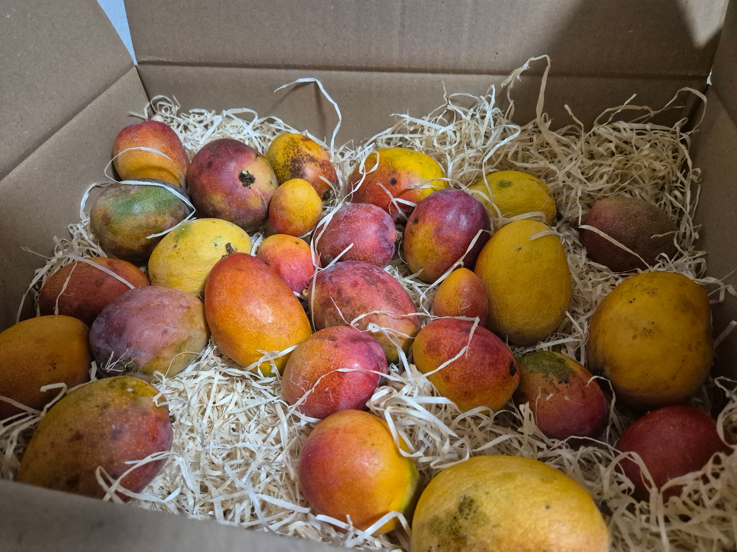 Customer photo review of Mango Irwin Bio von Jaime Aktionspreis %