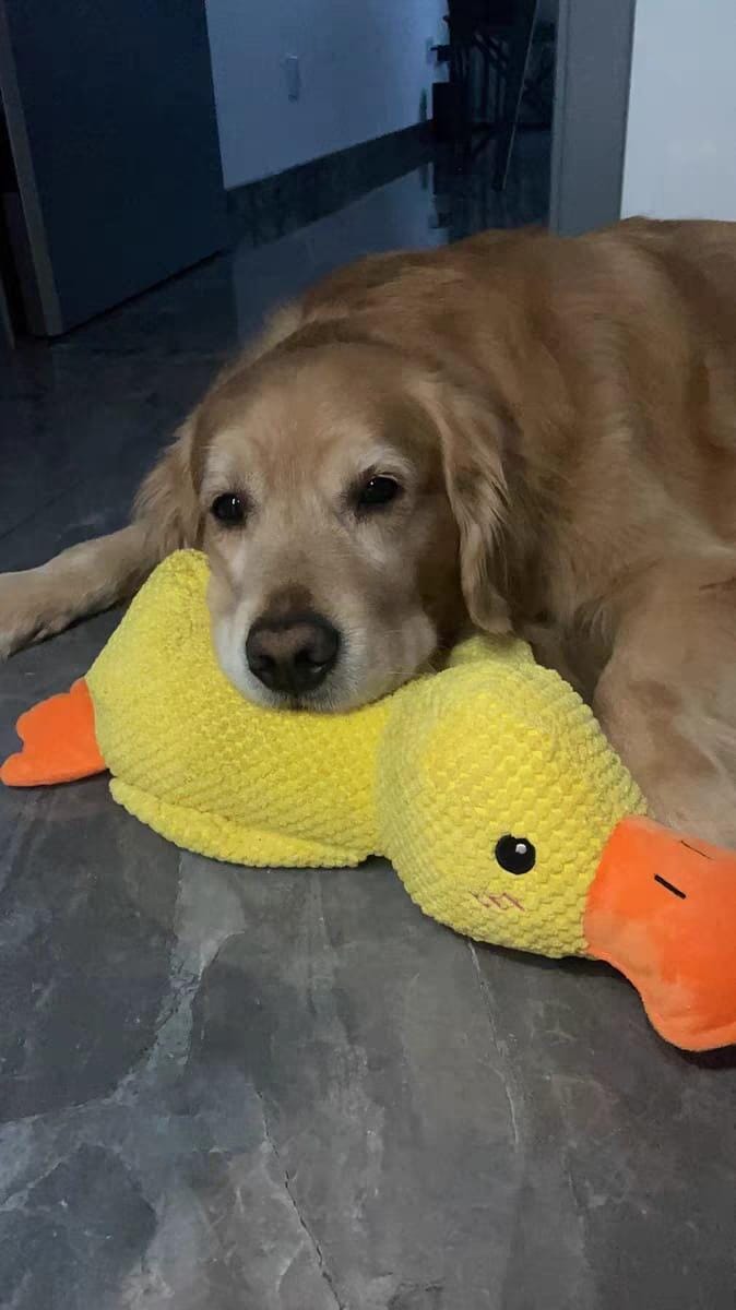 Customer photo review of Calming Duck™ - Interactive Dog Toy