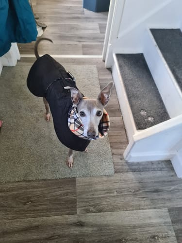 Customer photo review of Oslo - Quilted Waterproof Sighthound Coat with Harness Hole
