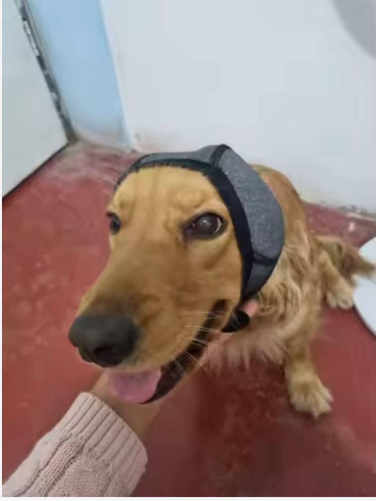 Customer photo review of Orejeras Calmantes Anti-Ansiedad para Perros