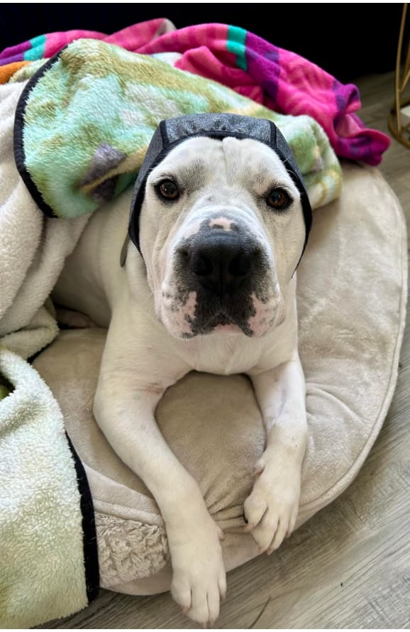Customer photo review of Orejeras Calmantes Anti-Ansiedad para Perros