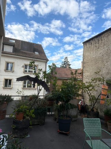 Kundenfoto einer Terrasse mit Pflanzenkübeln, die Prostata komplex Kapseln sind nicht erkennbar.
