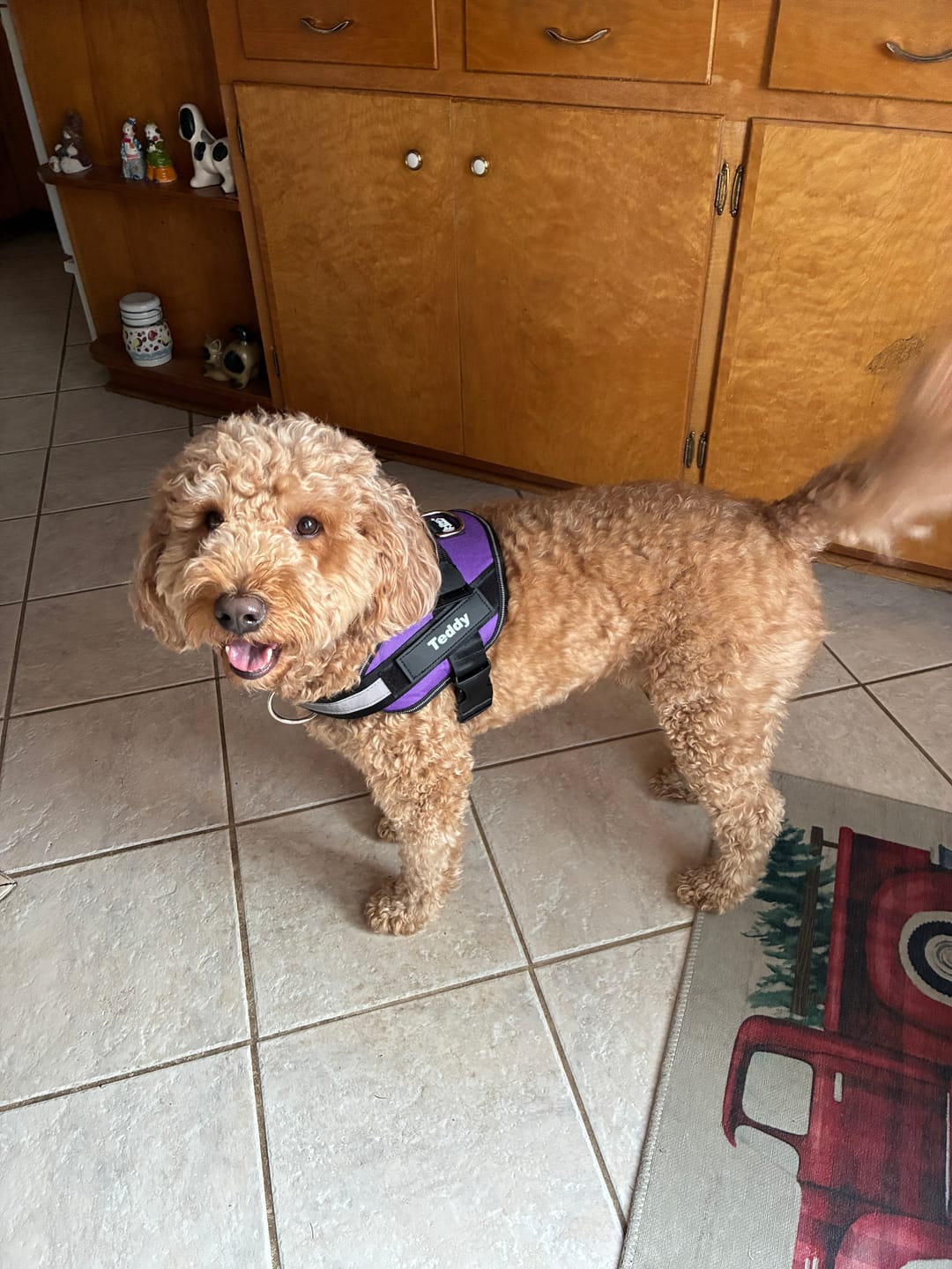 Customer photo review of Dogshood ™ No Pull Harness