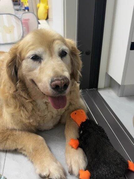 Customer photo review of Quacking Platypus - Interactive Plush Squeaky Dog Toy