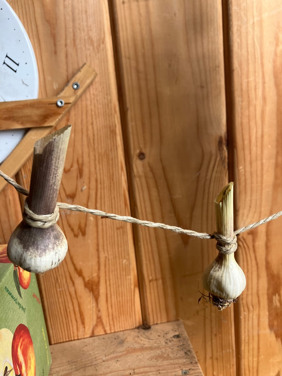 Customer photo review of Pflanzknoblauch ‘Ljubascha’: Bio-Pflanzgut aus Erhaltungsanbau