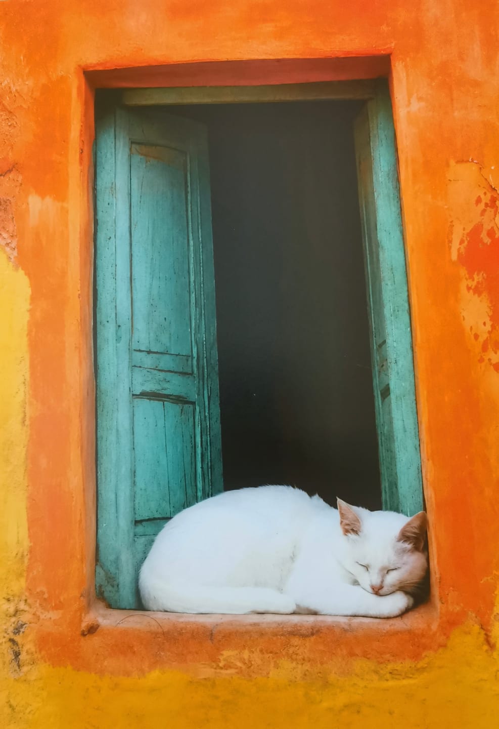 Customer photo review of Sleeping Cat Print