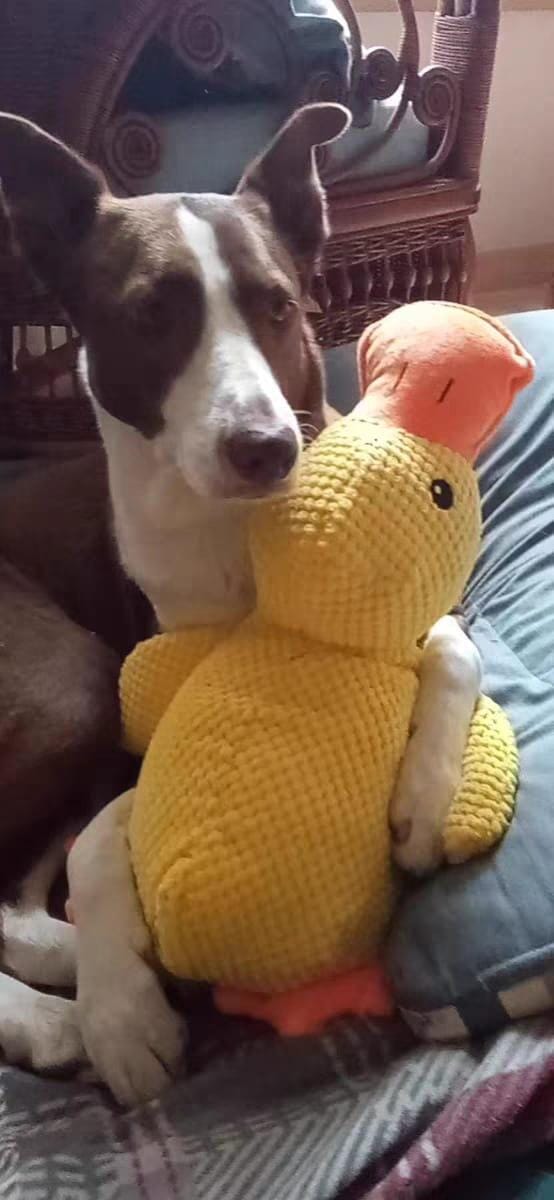 Customer photo review of Calming Duck™ - Interactive Dog Toy