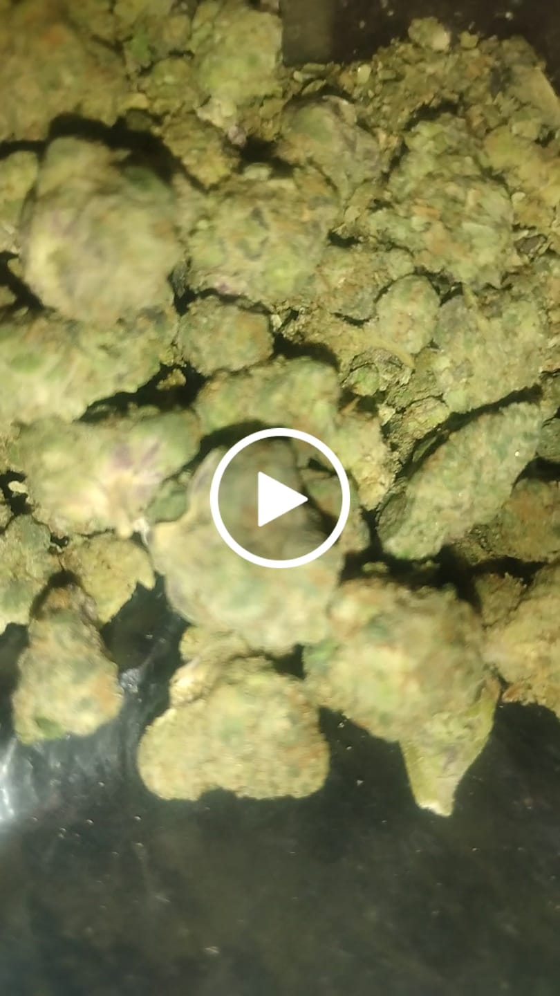 Customer video review of Black Mamba (Indoor Smalls) - THCA Flower