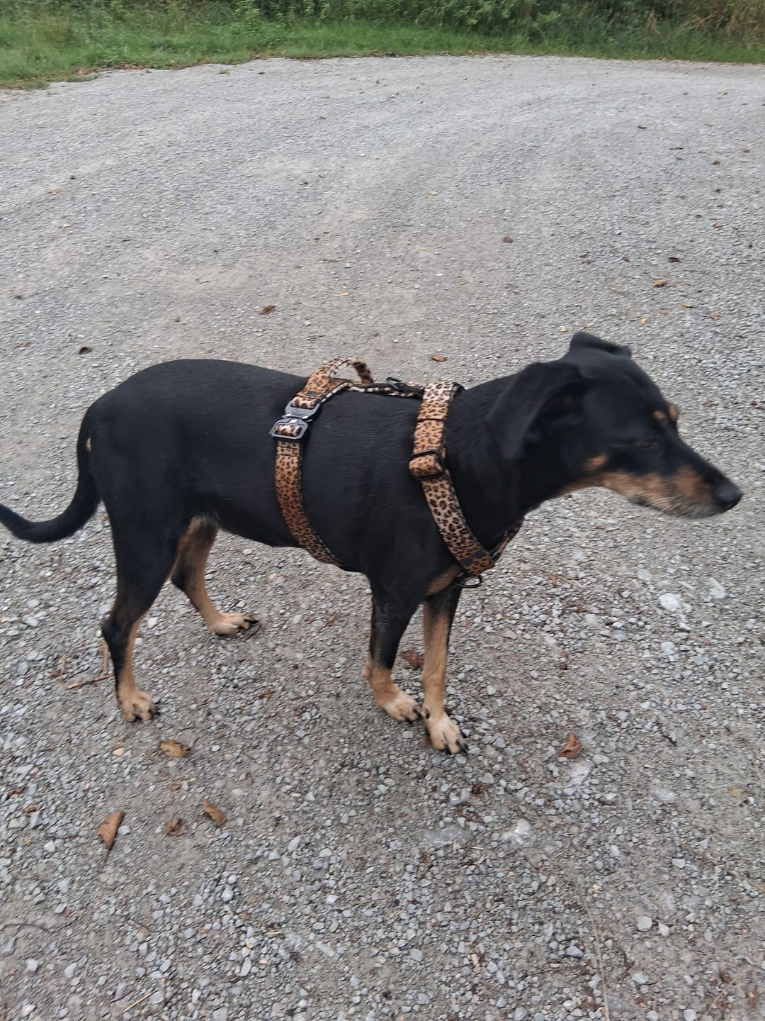 Customer photo review of Easy Walk Extreme Leopard Edition - Sele med snabbspänne