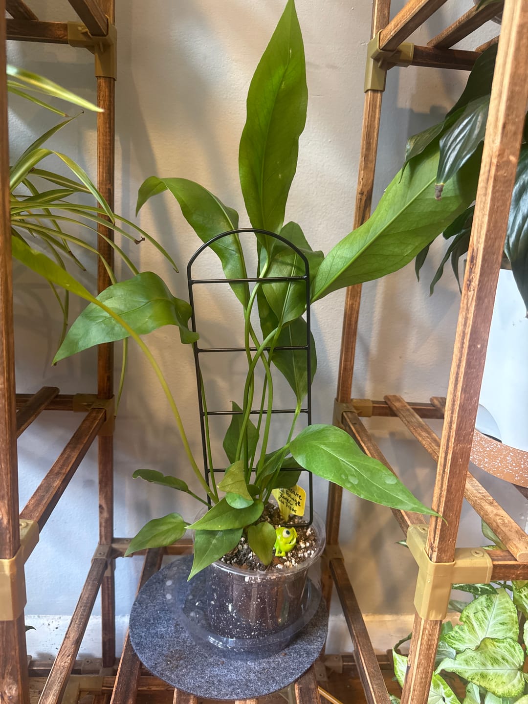 Customer photo review of Anthurium 'Big Red Bird'