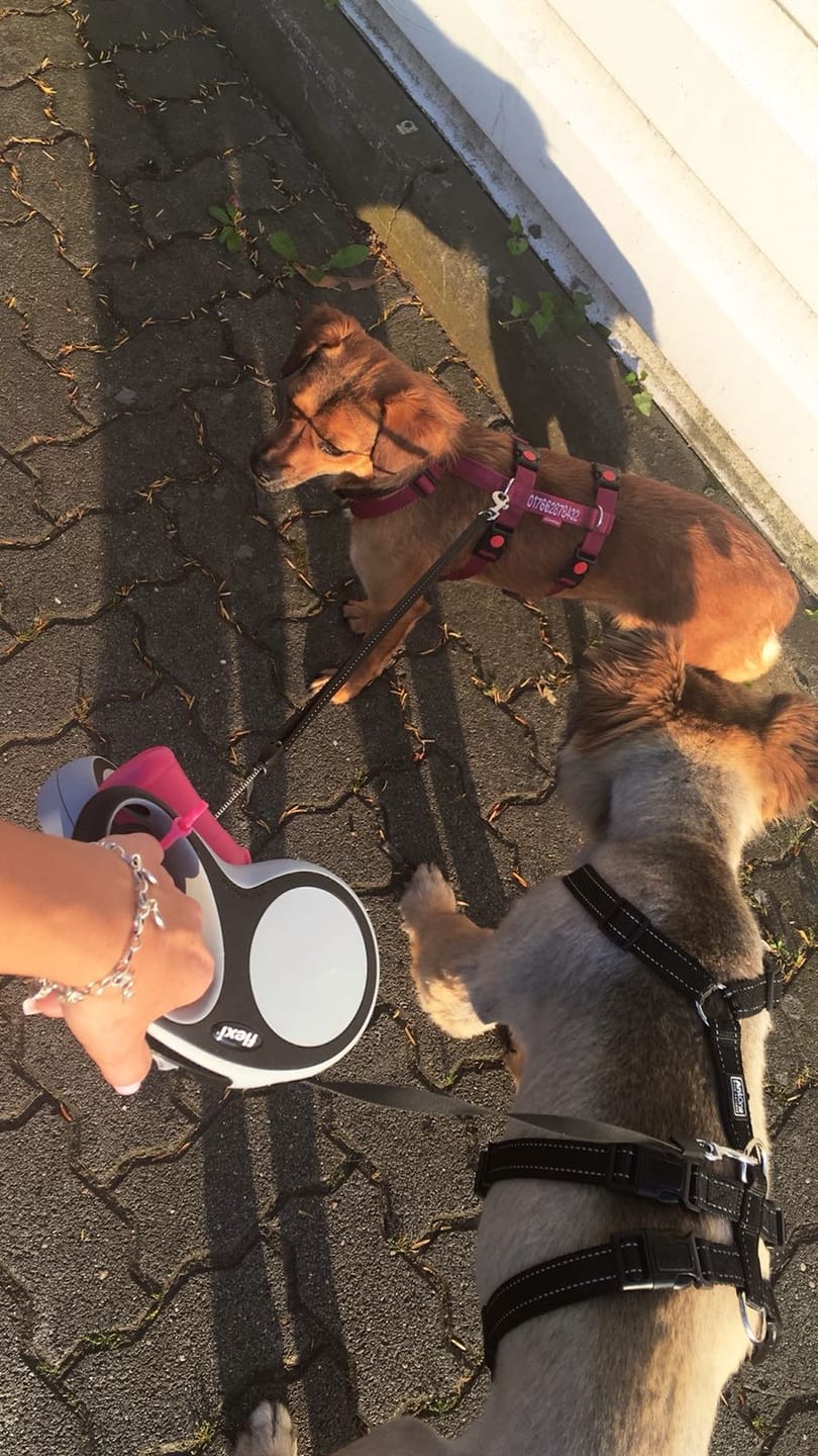 Customer photo review of Gelenk Kräuter für Hunde - Laufspaß