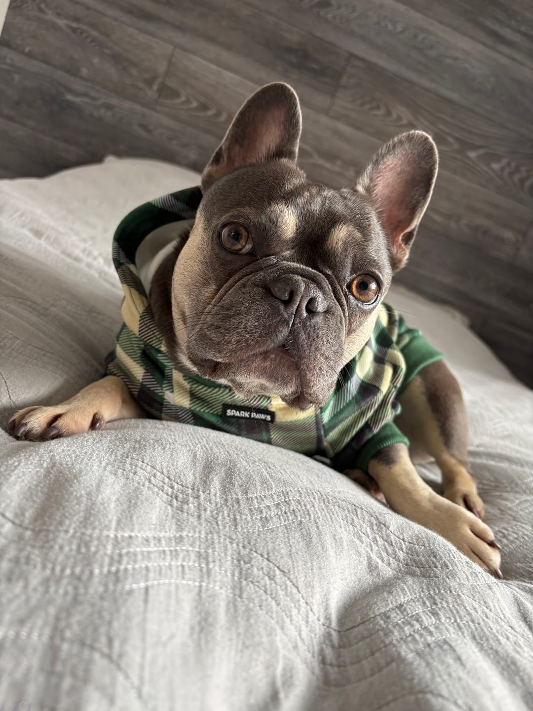 Customer photo review of Green Plaid Dog Hoodie