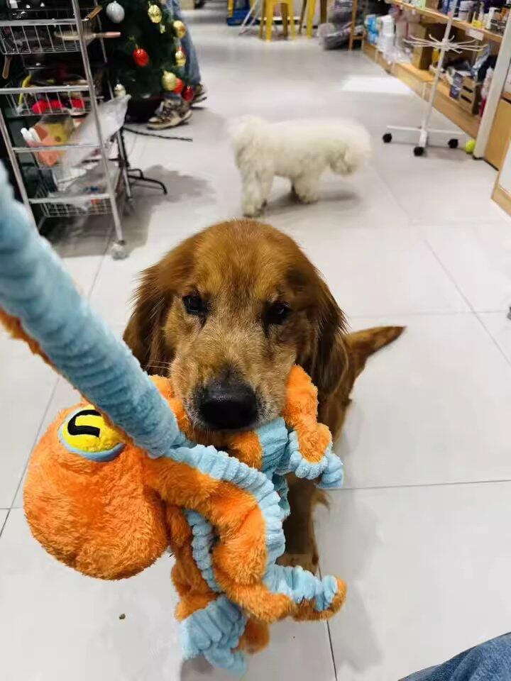 Customer photo review of Big Octopus - Interactive Plush Squeaky Dog Toy