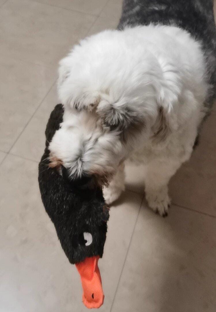 Customer photo review of Quacking Platypus - Interactive Plush Squeaky Dog Toy