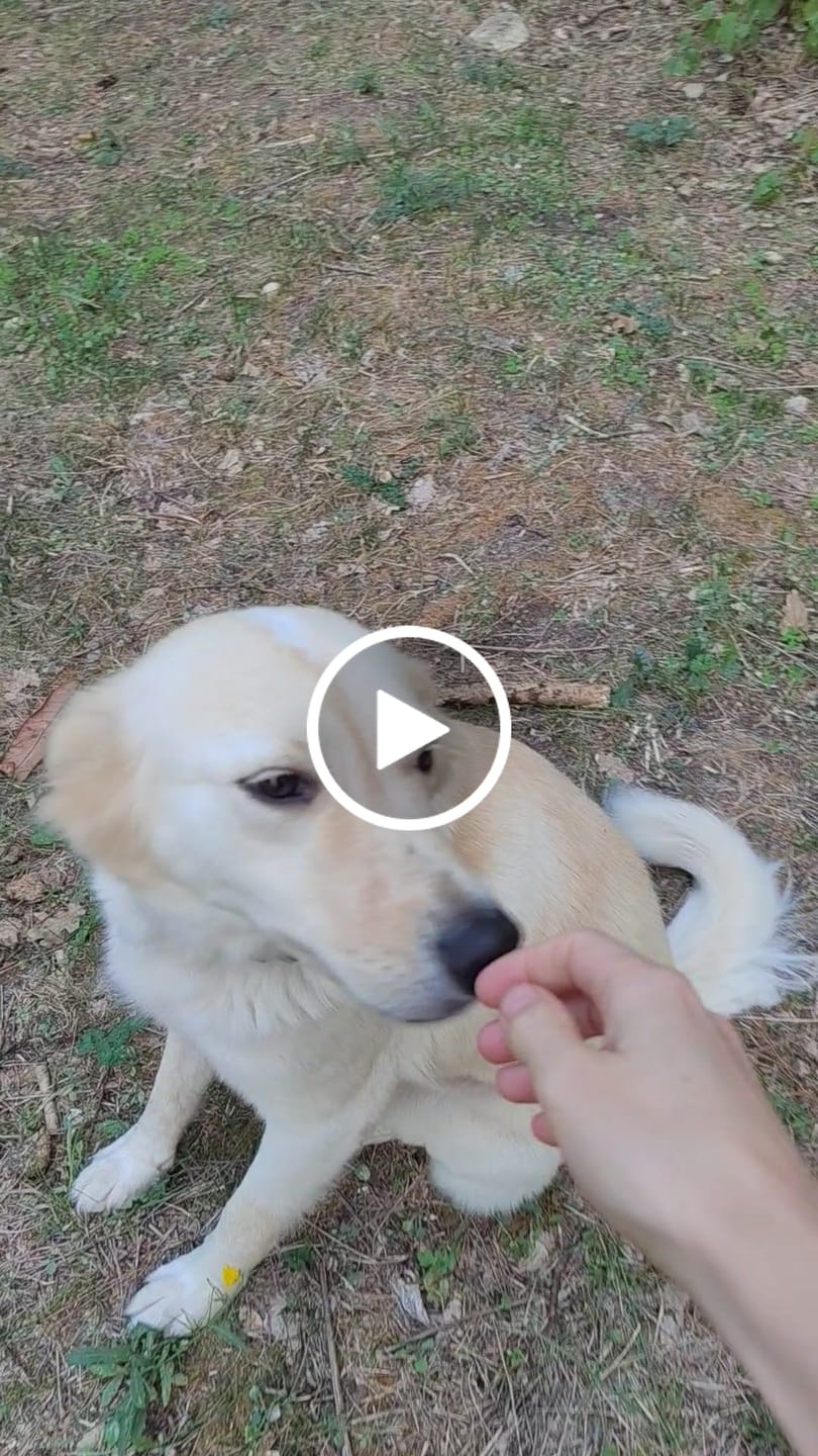 Customer video review of Le 1er Collier Anti-Fugue GPS SANS ABONNEMENT
