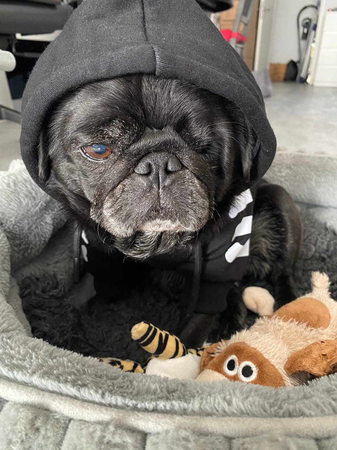 Customer photo review of "WOOF" Dog Hoodie - Black & Reflective