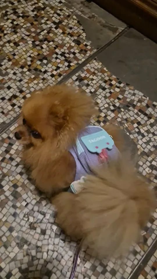 Customer photo review of WUFFLE™ Pet Backpack Harness