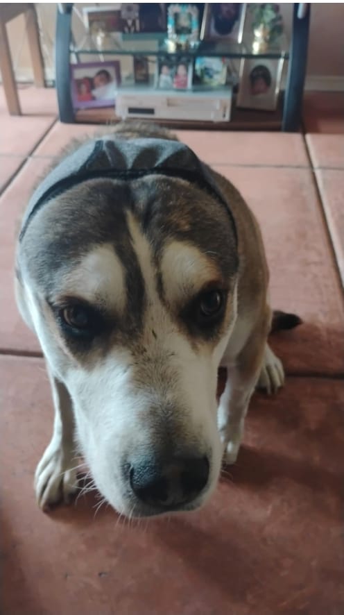 Customer photo review of Orejeras Calmantes Anti-Ansiedad para Perros