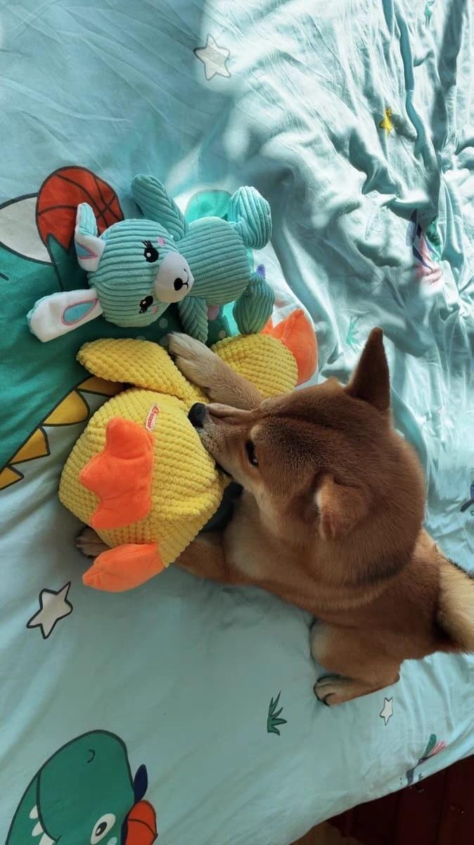 Customer photo review of Calming Duck™ - Interactive Dog Toy