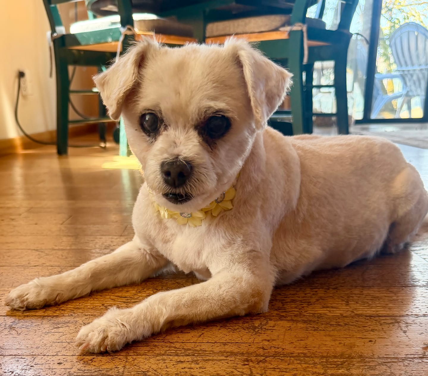 Customer photo review of Dog WALK-EASY™ Advanced Hip & Joint Pain Remedy