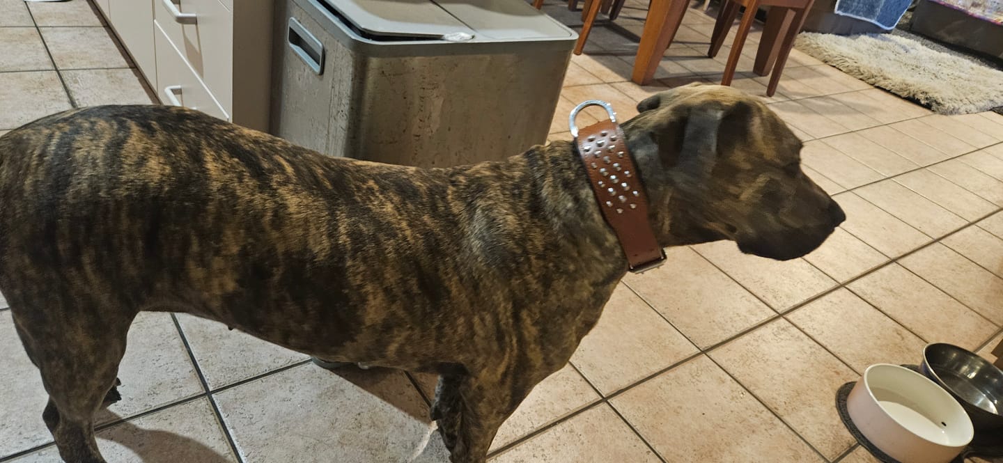 Customer photo review of Hand Made Leather Dog Collar - RuffNeck Brown and Chrome (Wide Fit)