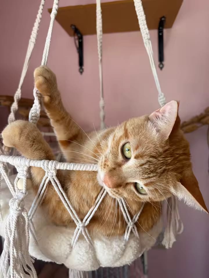 Customer photo review of Hammock Cat Bed