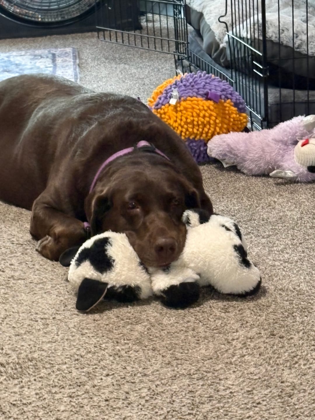 Customer photo review of K9 Immune™