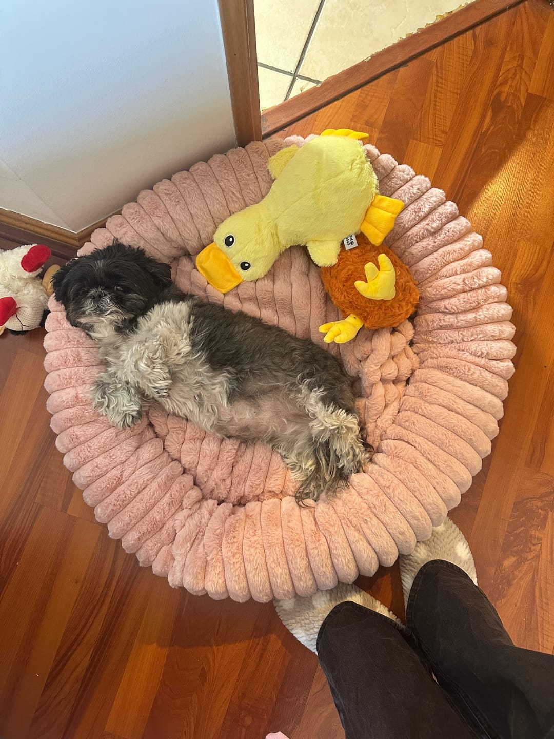 Customer photo review of Luxury Edition: Cama Anti-Estrés THE DOGS