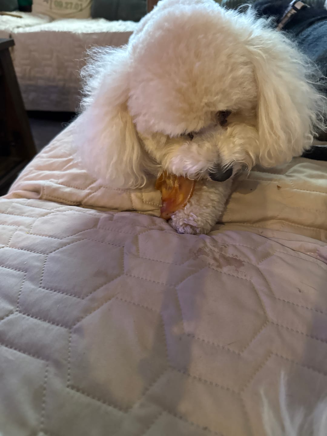 Customer photo review of Half Pig Ear Treats For Dogs