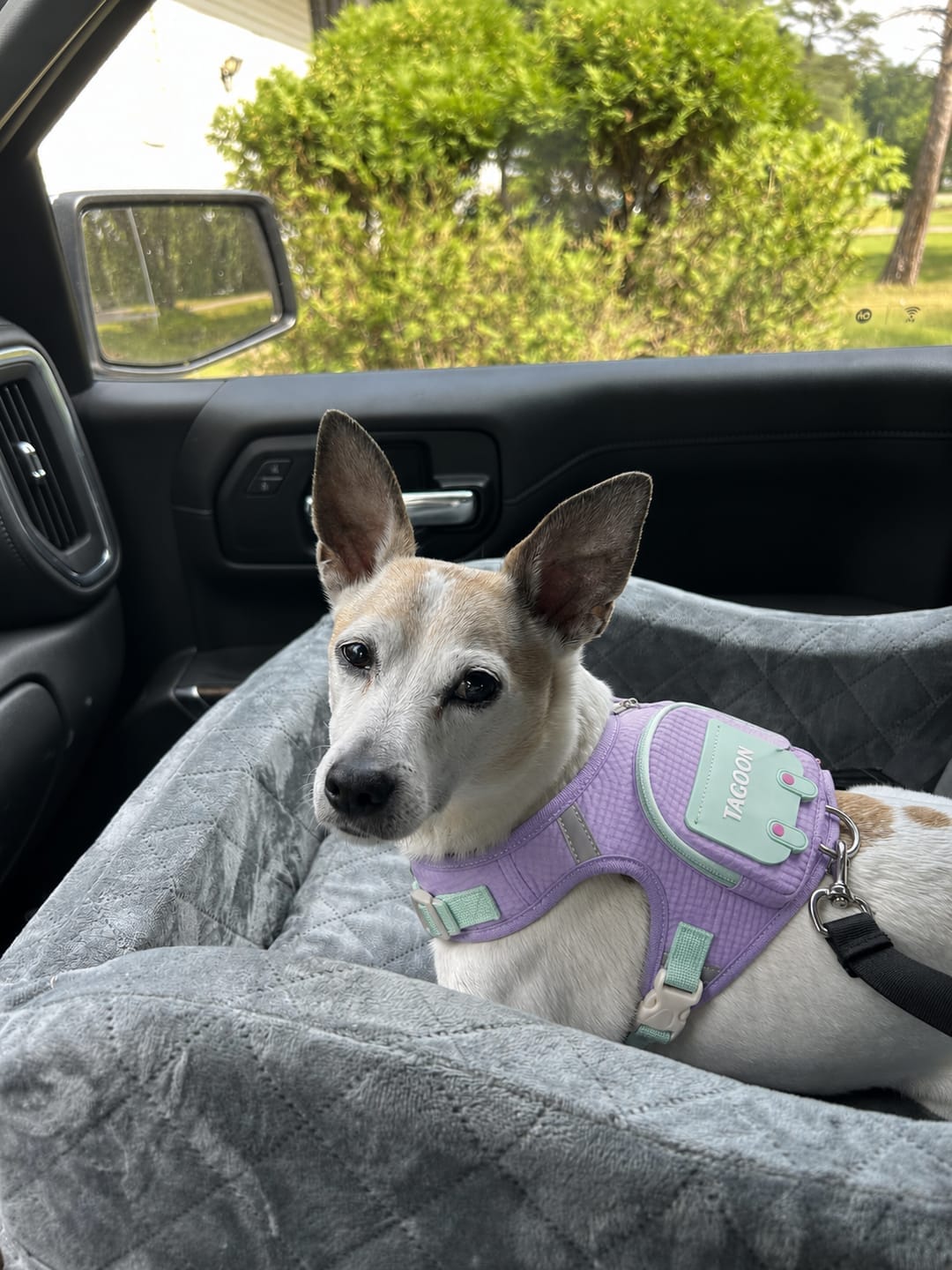 Customer photo review of WUFFLE™ Pet Backpack Harness