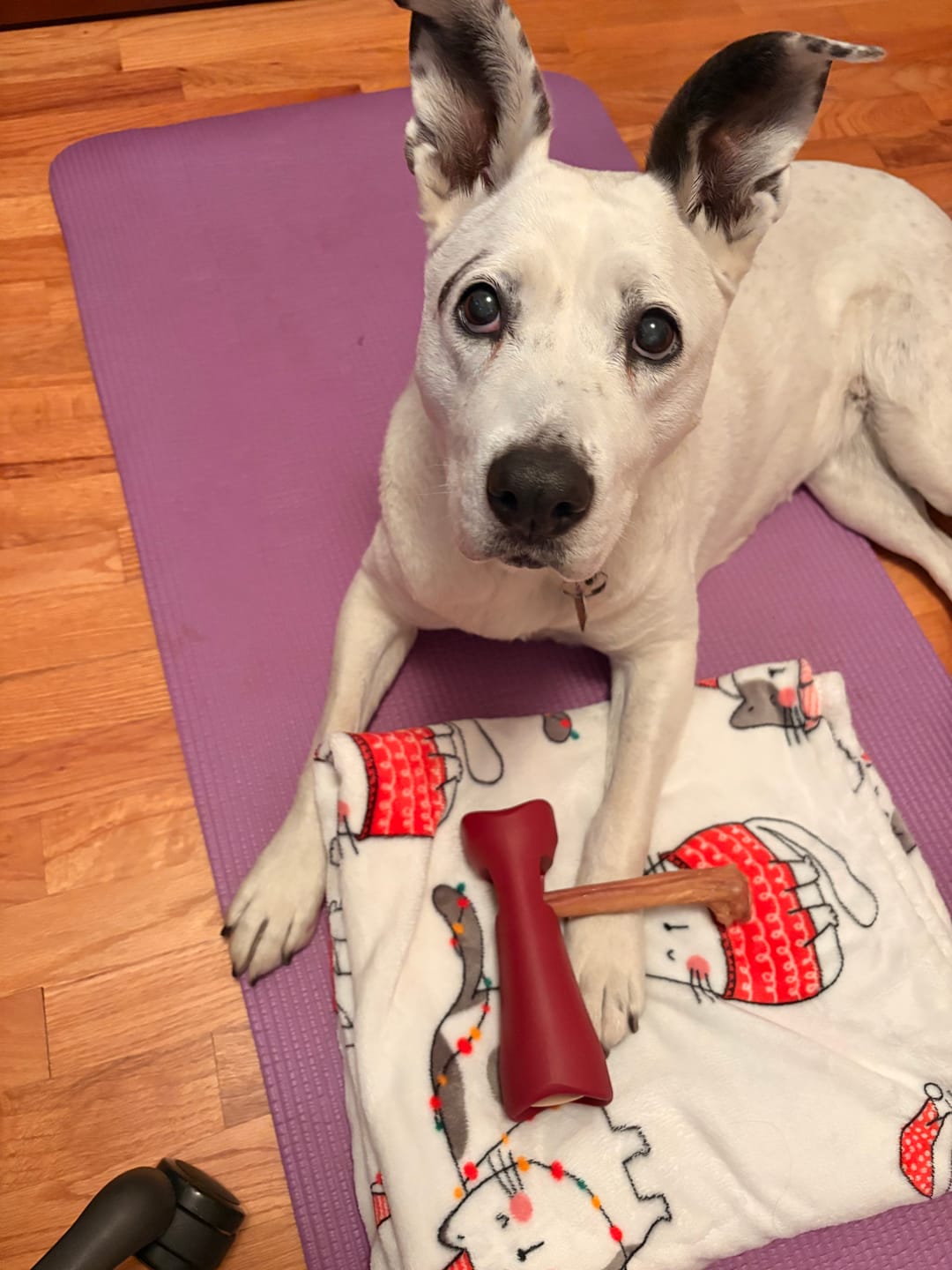 Customer photo review of 6 Inch Monster Bully Stick