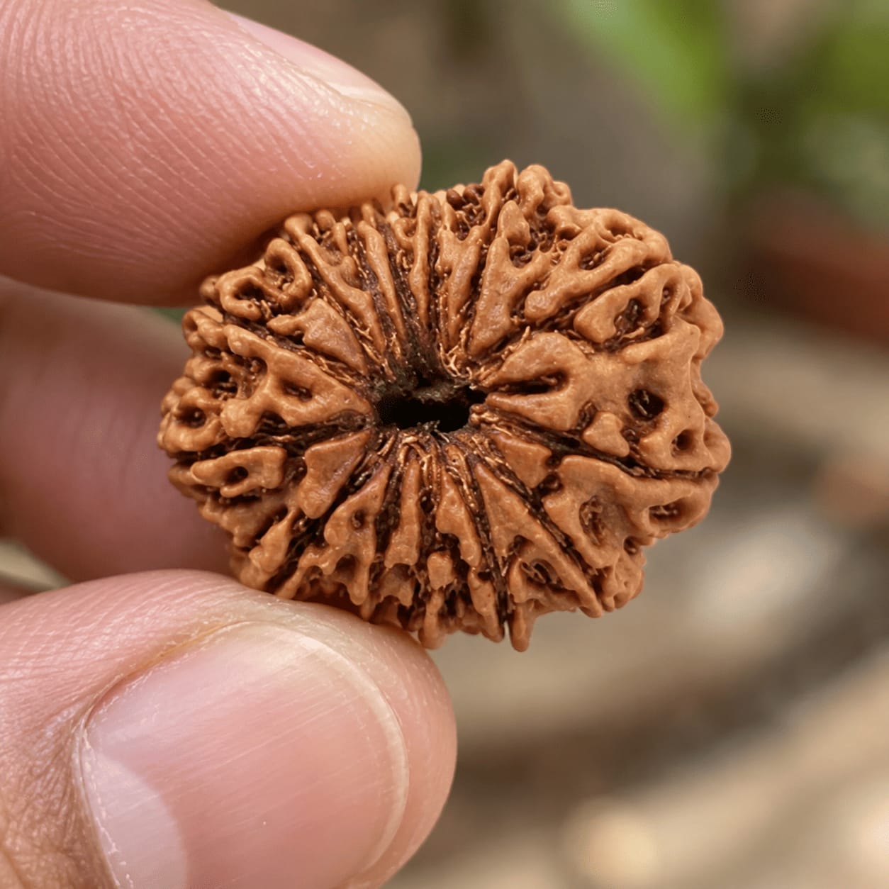 Customer photo review of 13 Mukhi Rudraksha (Nepali)