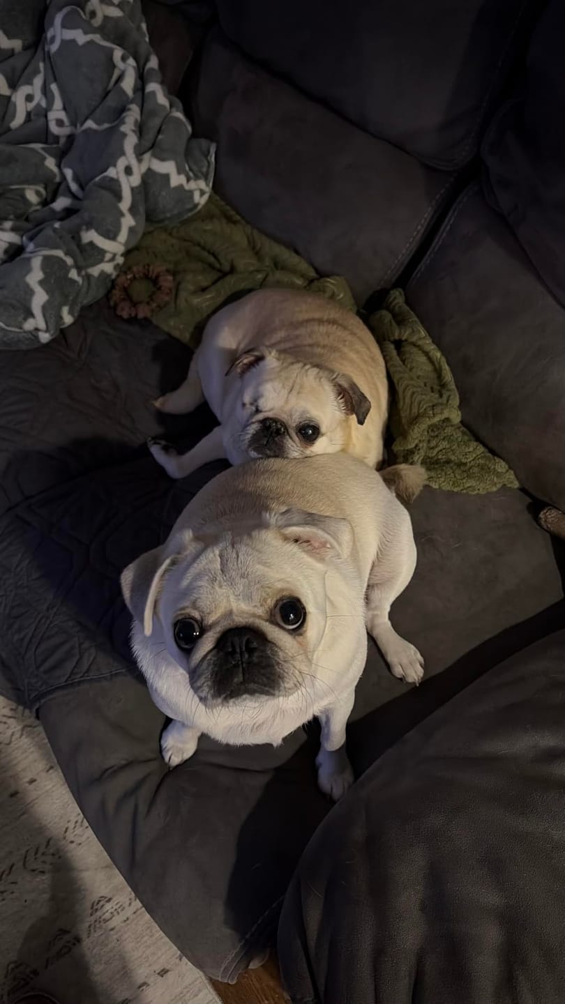 Customer photo review of Allergy & Gut Balance Chews for Dogs