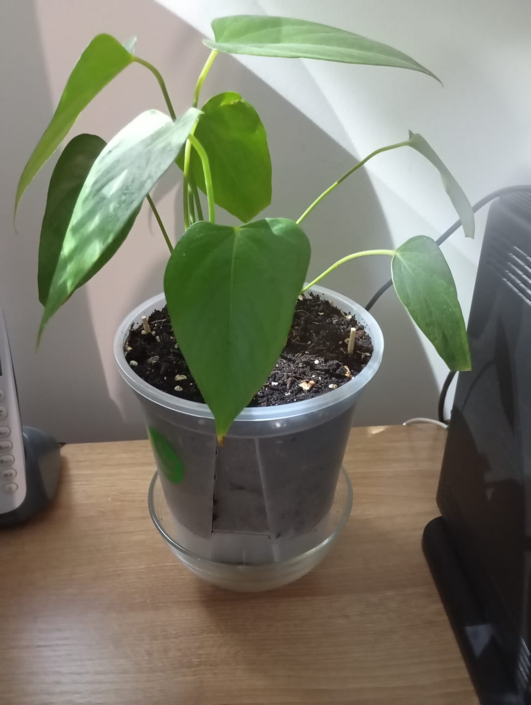 Customer photo review of Clear Self-Watering Plant Pots