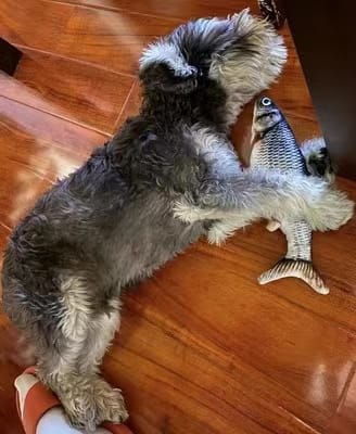 Customer photo review of Floppy Fish - Interactive Dog Toy