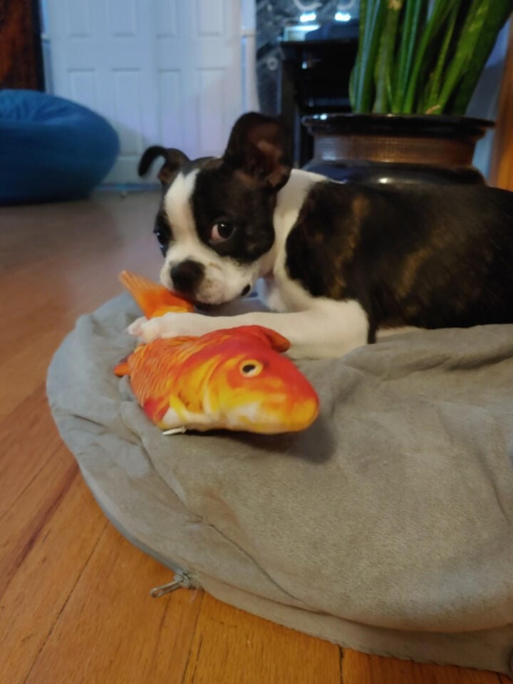 Customer photo review of Floppy Fish - Interactive Dog Toy