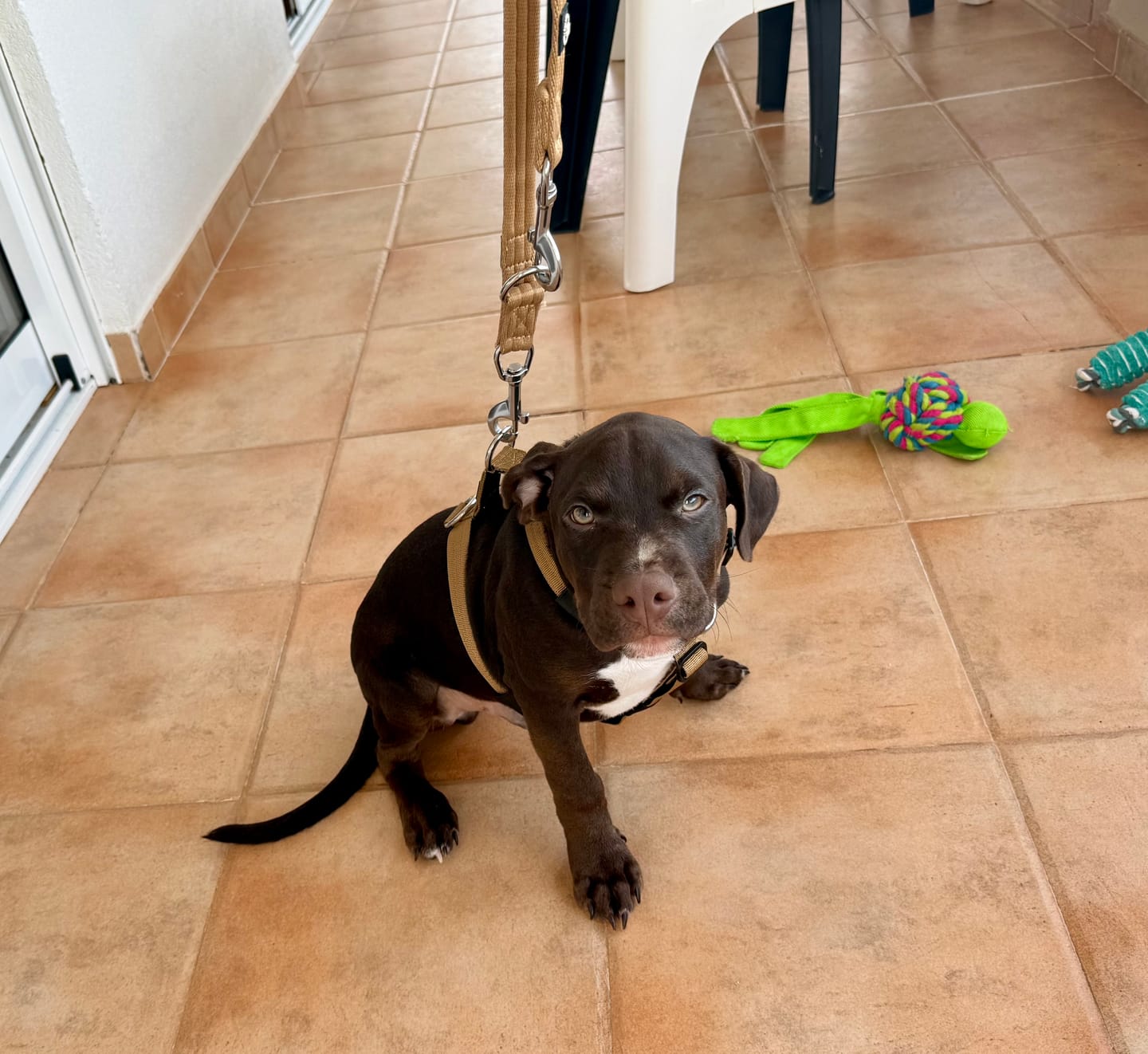 Customer photo review of Anti-Pull TRI-Harness® | Training Dog Harness for All Breeds - Tan
