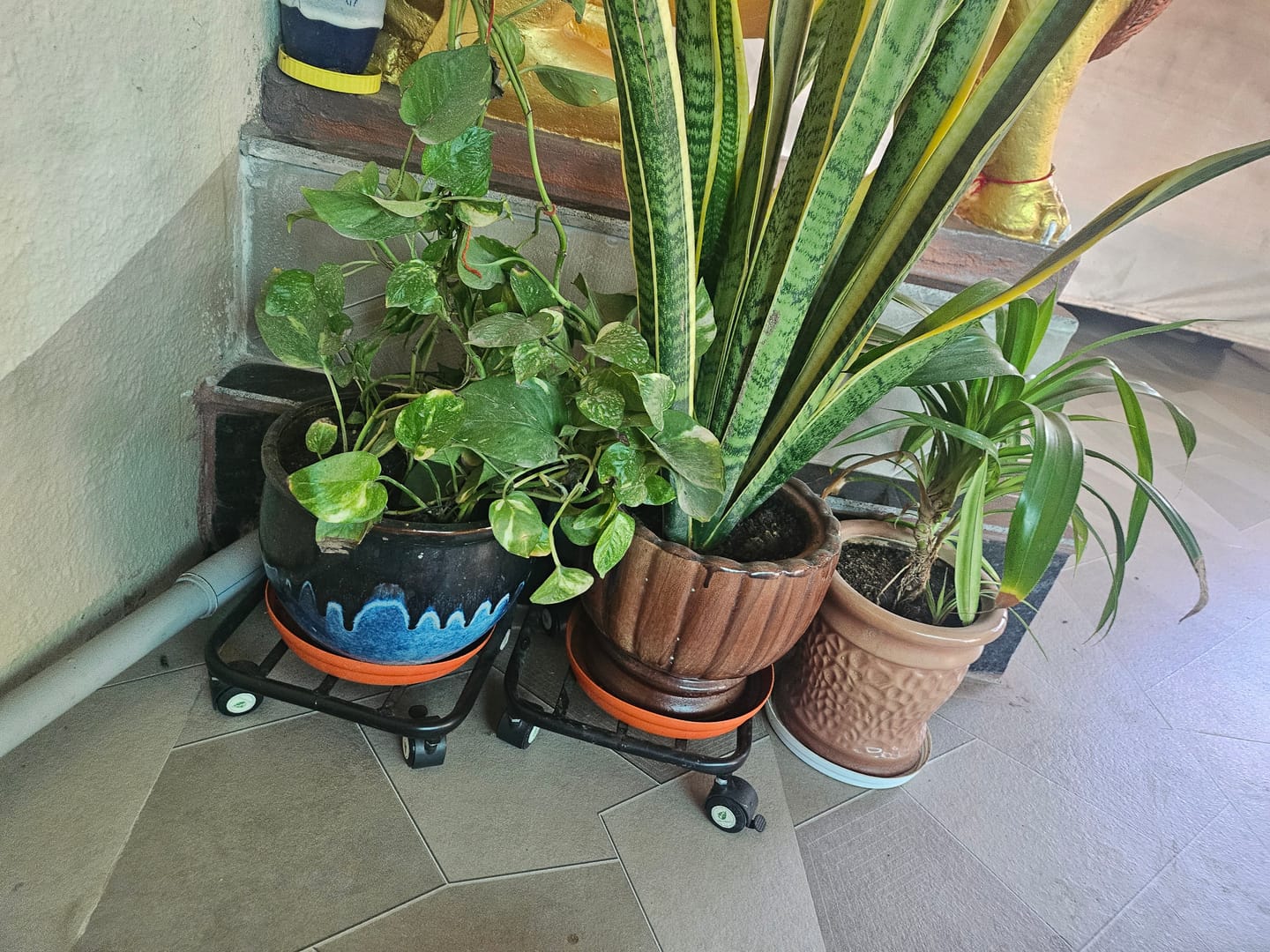 Customer photo review of TryGreen Daze Wheel Rolling Plant Stand for Planters