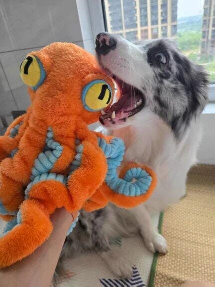 Customer photo review of Big Octopus - Interactive Plush Squeaky Dog Toy