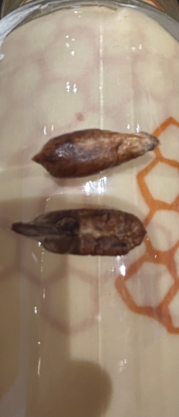 Customer photo review of Organic Rutab Medjool Dates Box